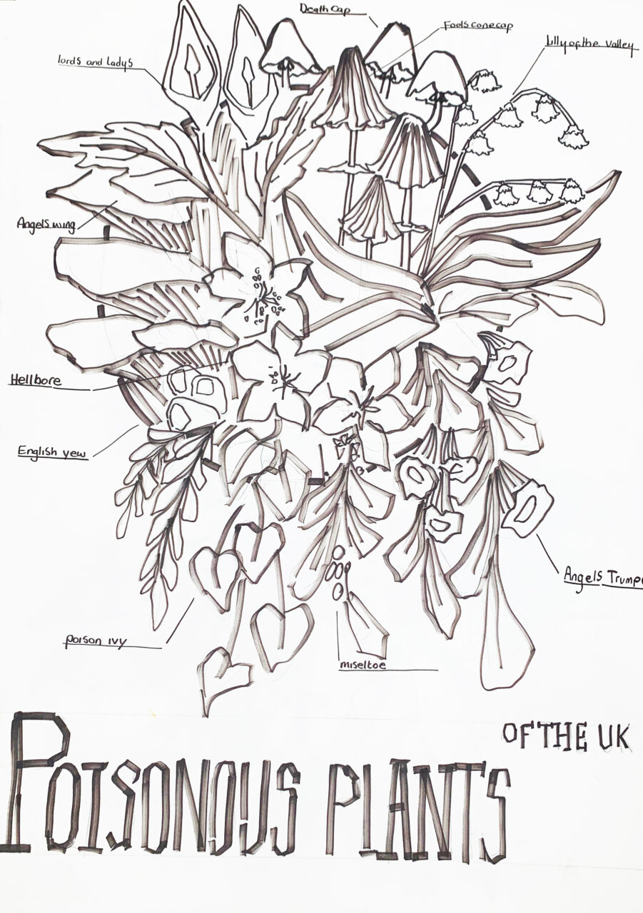 UCLan Degree Show artwork submission by Charlotte Woods named Poisonous Plants Of The UK